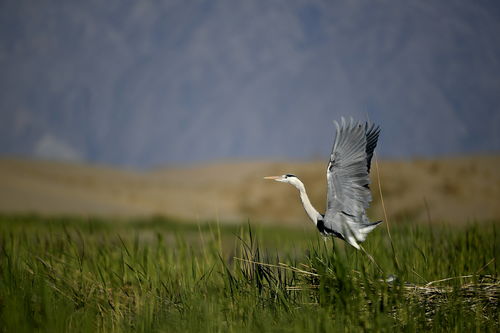 潮起塞上滿目新 寧夏建設(shè)黃河流域生態(tài)保護和高質(zhì)量發(fā)展先行區(qū)觀察
